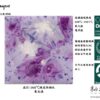 CG-1006-Purple Reign-紫雨王朝-Mayco叢林寶石水晶釉藥